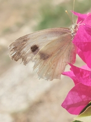 Pieris brassicae