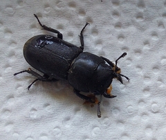 Dorcus parallelipipedus