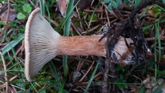 Infundibulicybe alkaliviolascens