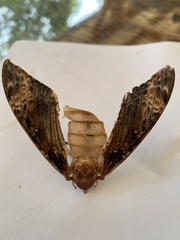 Acherontia atropos