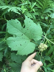 Ampelomyia vitiscoryloides