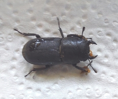 Dorcus parallelipipedus