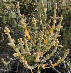 Salicornia