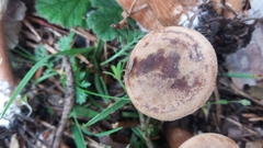 Infundibulicybe alkaliviolascens