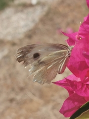 Pieris brassicae