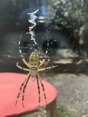 Argiope bruennichi