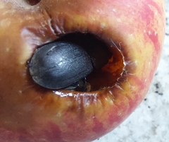 Dorcus parallelipipedus