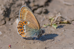 Coenonympha hero