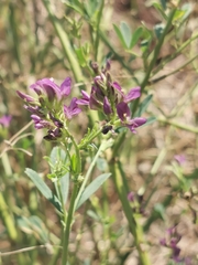 Medicago sativa