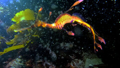 Phyllopteryx taeniolatus