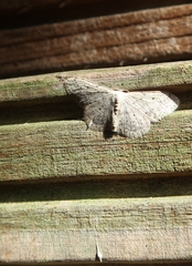Idaea seriata