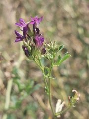 Medicago sativa