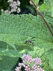 Parancistrocerus perennis