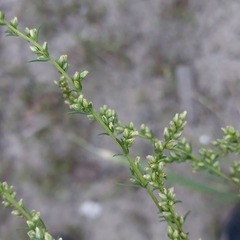 Artemisia campestris