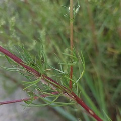 Artemisia campestris