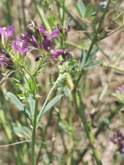 Medicago sativa