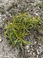 Asclepias asperula