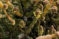 Salicornia