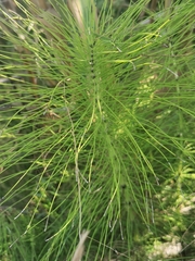Equisetum telmateia telmateia