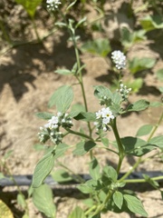 Heliotropium europaeum