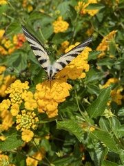 Iphiclides podalirius
