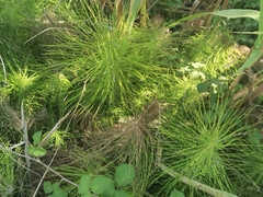 Equisetum telmateia telmateia