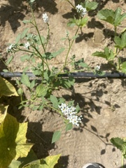 Heliotropium europaeum