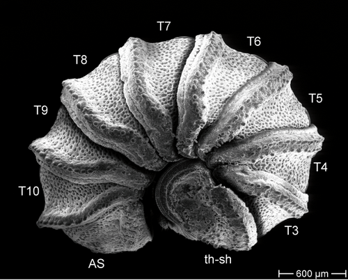 Trachysphaera pyrenaica