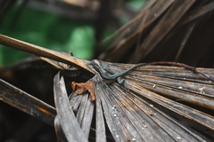 Basiliscus vittatus