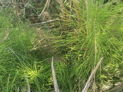 Equisetum telmateia telmateia