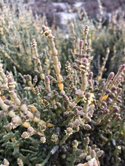 Salicornia