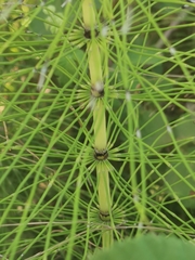 Equisetum telmateia telmateia
