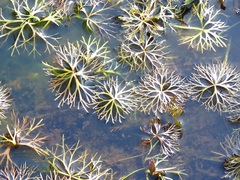 Ranunculus inundatus