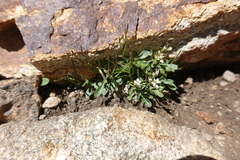 Cardamine resedifolia