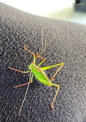 Leptophyes punctatissima