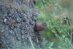 Troglodytes troglodytes