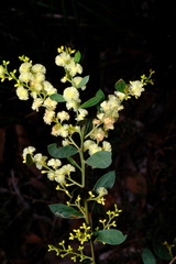 Acacia myrtifolia