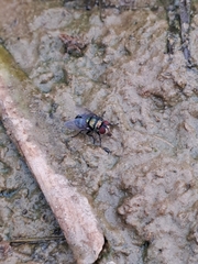 Chrysomya megacephala