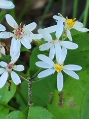Eurybia