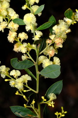 Acacia myrtifolia