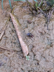 Chrysomya megacephala