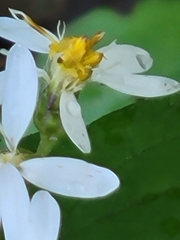 Eurybia
