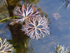 Ranunculus inundatus
