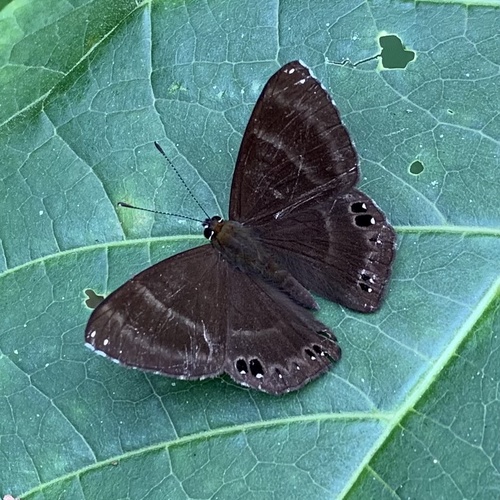 Abisara freda