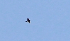 Merops apiaster