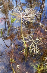 Ranunculus inundatus