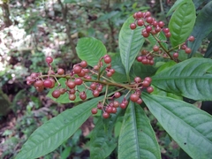 Parathesis crenulata