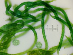 Oligonema persimile