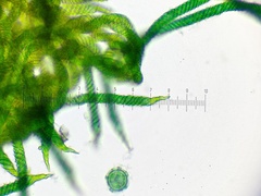 Oligonema persimile