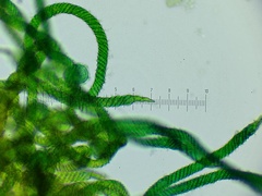 Oligonema persimile